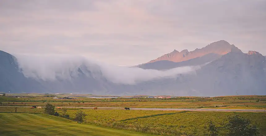 hoefn-island höfn island
