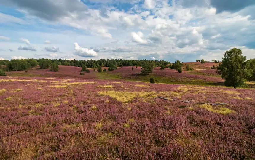 L&uuml;neburger Heide w&auml;hrend der Bl&uuml;te