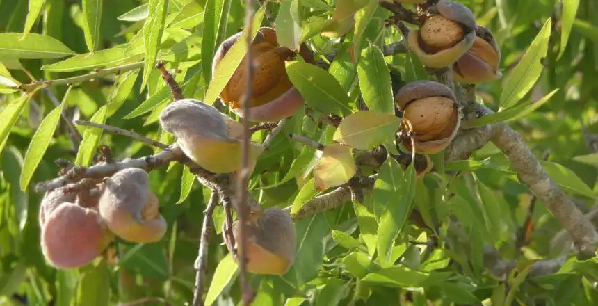 Mallorca Mandelbl&uuml;te Mandelbaum