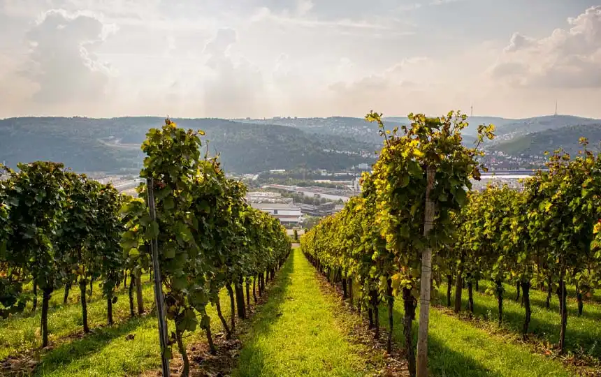 Weinberg bei Esslingen
